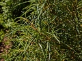 Rhamnus frangula Aspleniifolia IMG_0197 Kruszyna pospolita